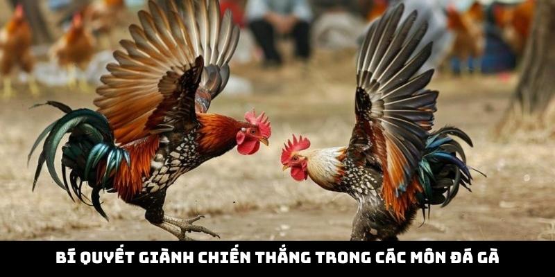 Bí quyết giành chiến thắng trong các môn đá gà