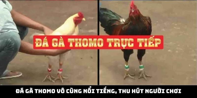 Đá gà Thomo vô cùng nổi tiếng, thu hút người chơi