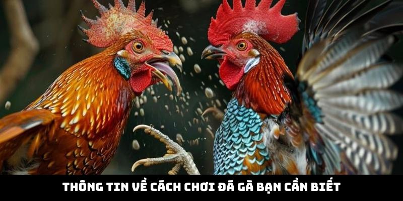 Thông tin về cách chơi đá gà bạn cần biết